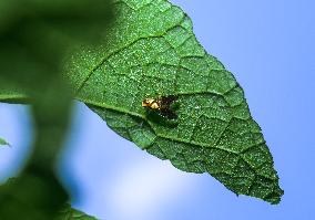 Animal India - Diarrhegma - Fruit Flies