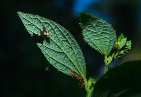 Animal India - Diarrhegma - Fruit Flies