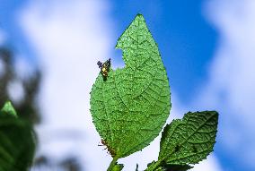 Animal India - Diarrhegma - Fruit Flies