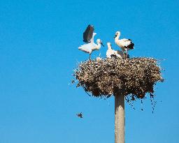 Young Storks Are Waiting For Their Mother In The Nest