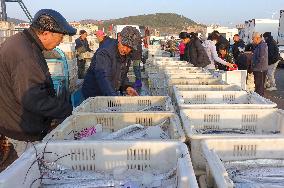 Jimiya Fishing Port in Qingdao