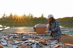 Dried Fish