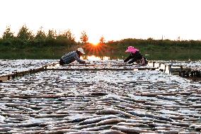 Dried Fish