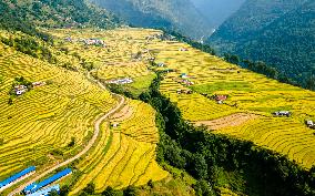 Aerial View Of Paddy Farmland In Nuwakot, Nepal