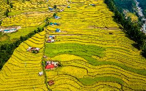 Aerial View Of Paddy Farmland In Nuwakot, Nepal