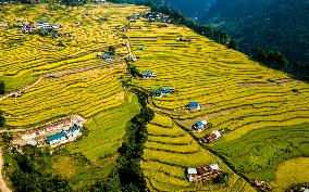 Aerial View Of Paddy Farmland In Nuwakot, Nepal