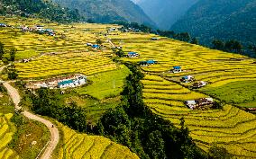 Aerial View Of Paddy Farmland In Nuwakot, Nepal