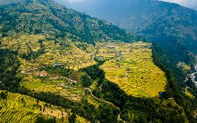 Aerial View Of Paddy Farmland In Nuwakot, Nepal