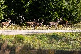 Toosikannu Holiday Center and Wildlife Park