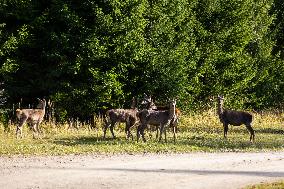 Toosikannu Holiday Center and Wildlife Park