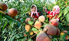 Peach Harvest in Zhangye