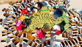 Peach Harvest in Zhangye