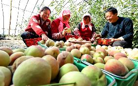 Peach Harvest in Zhangye