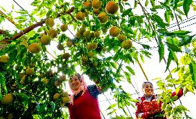 Peach Harvest in Zhangye