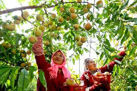 Peach Harvest in Zhangye