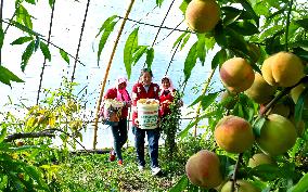 Peach Harvest in Zhangye