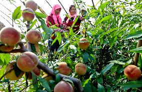 Peach Harvest in Zhangye