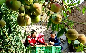 Peach Harvest in Zhangye