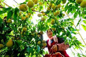 Peach Harvest in Zhangye