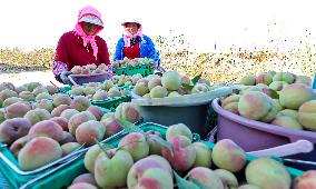 Peach Harvest in Zhangye