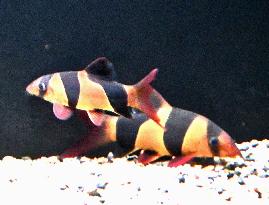 Clown loaches