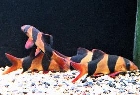 Clown loaches