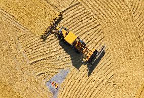 Dry Rice in A Farm in Lianyungang