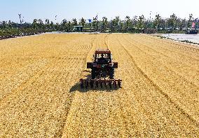 Dry Rice in A Farm in Lianyungang