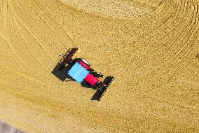 Dry Rice in A Farm in Lianyungang