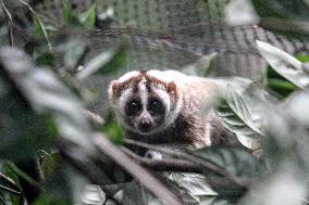 Ten Javan Slow Lorises Released Into The Wild - Indonesia