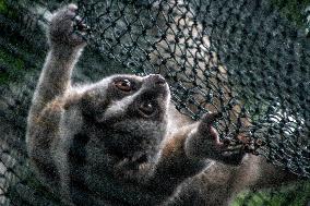 Ten Javan Slow Lorises Released Into The Wild - Indonesia