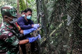 Ten Javan Slow Lorises Released Into The Wild - Indonesia