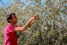 Palestinian Family Picks Olives - West Bank