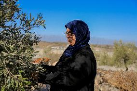 Palestinian Family Picks Olives - West Bank