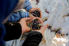 Palestinian Family Picks Olives - West Bank