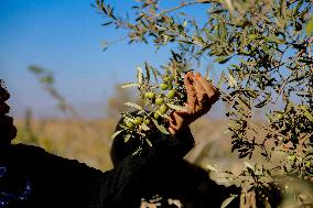 Palestinian Family Picks Olives - West Bank