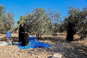 Palestinian Family Picks Olives - West Bank