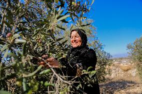 Palestinian Family Picks Olives - West Bank