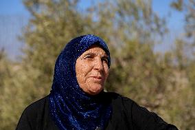 Palestinian Family Picks Olives - West Bank