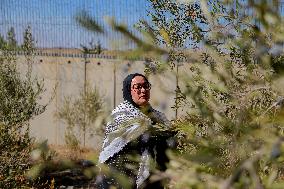 Palestinian Family Picks Olives - West Bank