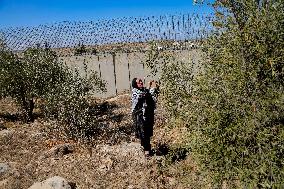 Palestinian Family Picks Olives - West Bank