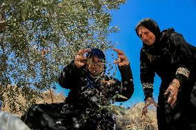 Palestinian Family Picks Olives - West Bank