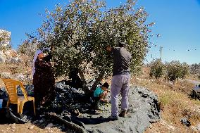 Palestinian Family Picks Olives - West Bank