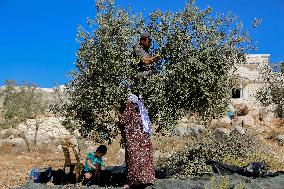 Palestinian Family Picks Olives - West Bank