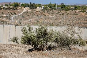 Palestinian Family Picks Olives - West Bank