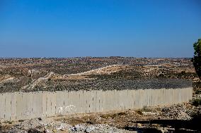 Palestinian Family Picks Olives - West Bank