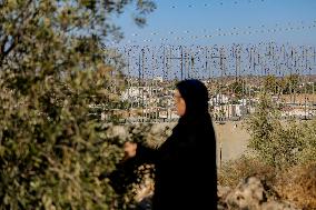 Palestinian Family Picks Olives - West Bank