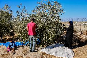 Palestinian Family Picks Olives - West Bank