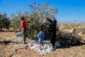 Palestinian Family Picks Olives - West Bank