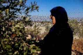 Palestinian Family Picks Olives - West Bank